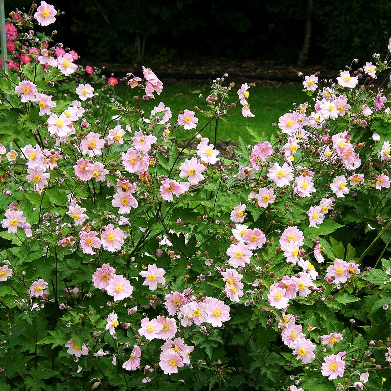 Filzige Herbst-Anemone 'Septemberglanz' (Anemone tomentosa)