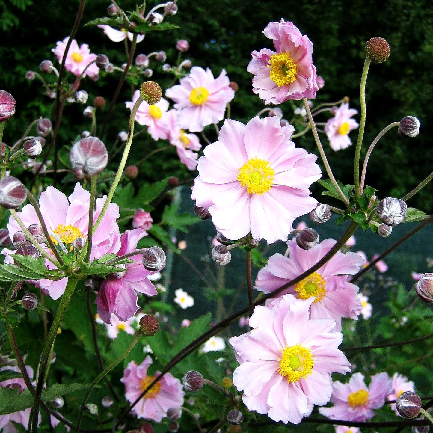 Filzige Herbst-Anemone 'Septemberglanz' (Anemone tomentosa)