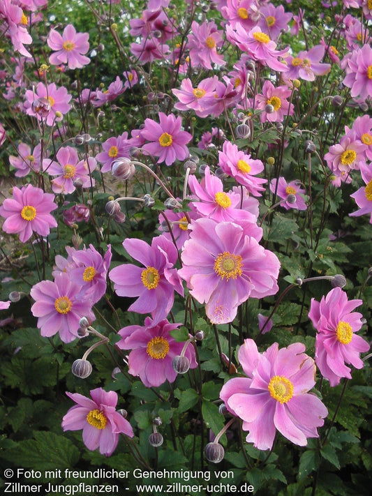 Filzige Herbst-Anemone 'Serenade' (Anemone tomentosa)