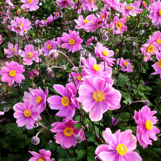 Filzige Herbst-Anemone 'Serenade' (Anemone tomentosa)