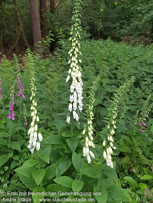 Fingerhut 'Alba' (Digitalis purpurea)