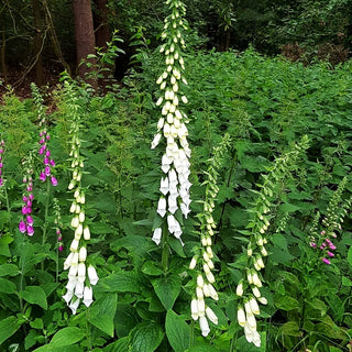 Fingerhut 'Alba' (Digitalis purpurea)