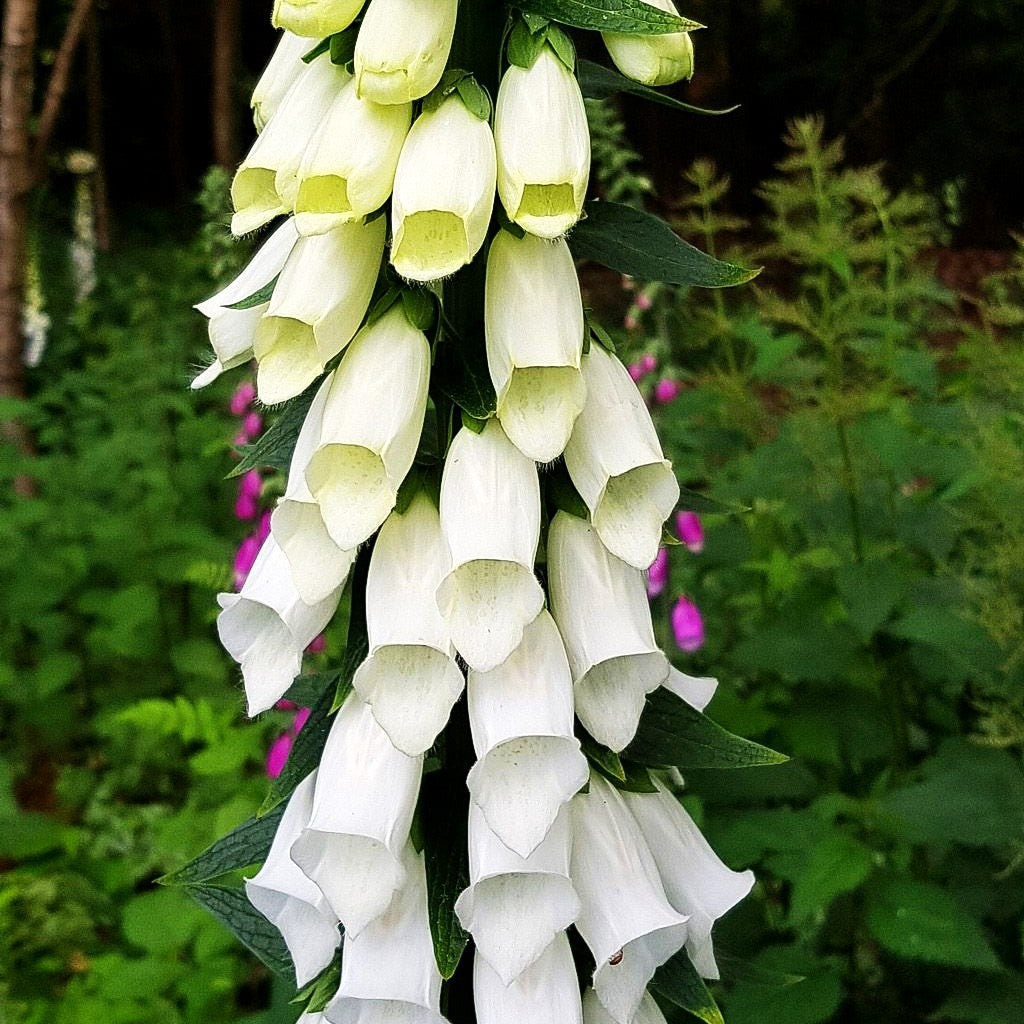 Fingerhut 'Alba' (Digitalis purpurea)
