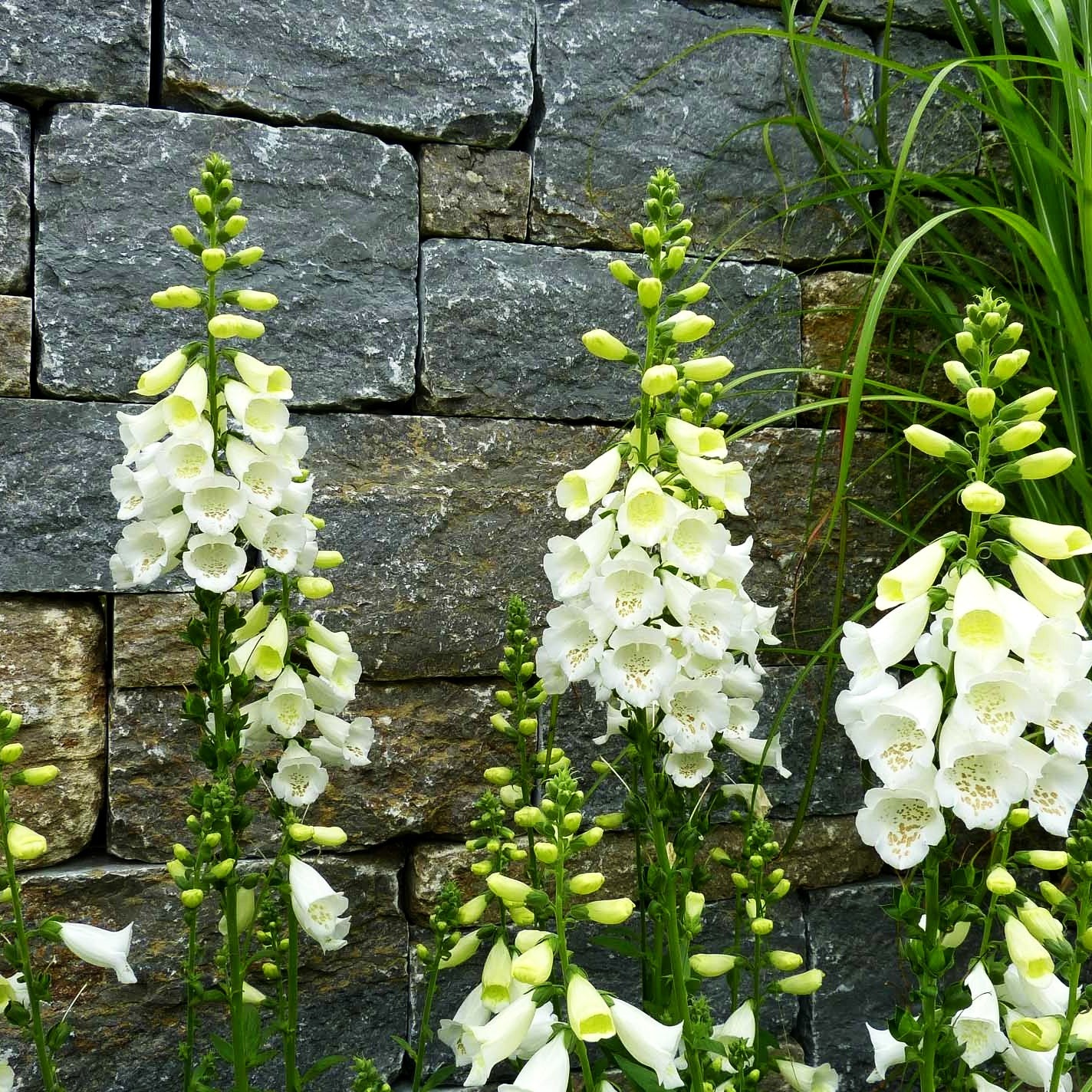 Fingerhut 'Alba' (Digitalis purpurea)