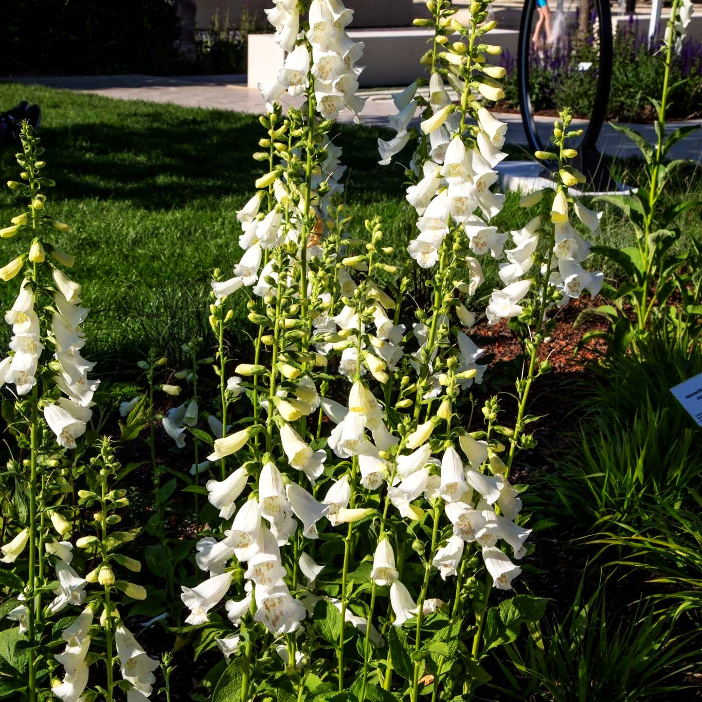 Fingerhut 'Alba' (Digitalis purpurea)