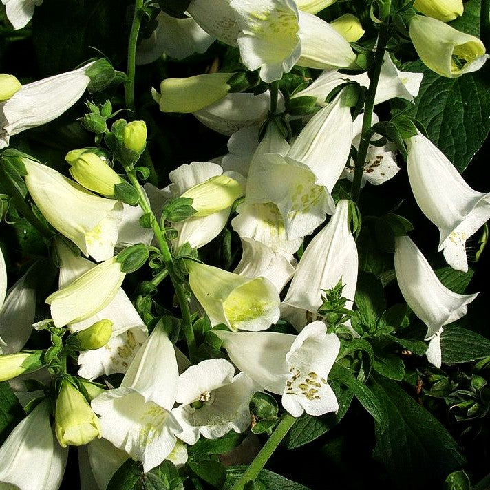 Fingerhut 'Alba' (Digitalis purpurea)