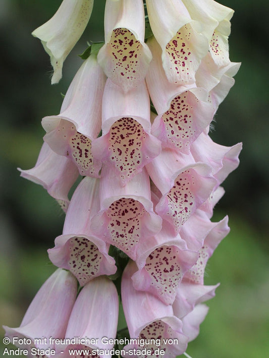 Fingerhut 'Apricot' (Digitalis purpurea)