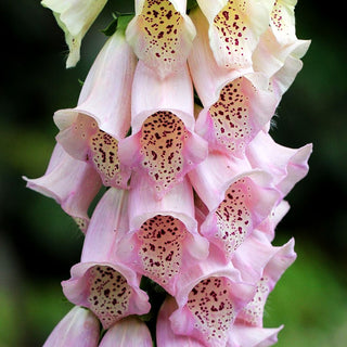 Fingerhut 'Apricot' (Digitalis purpurea)