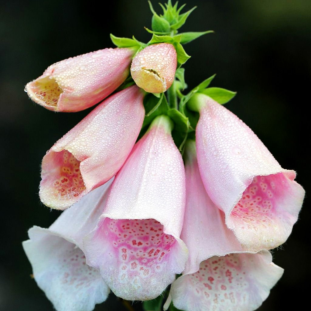 Fingerhut 'Apricot' (Digitalis purpurea)