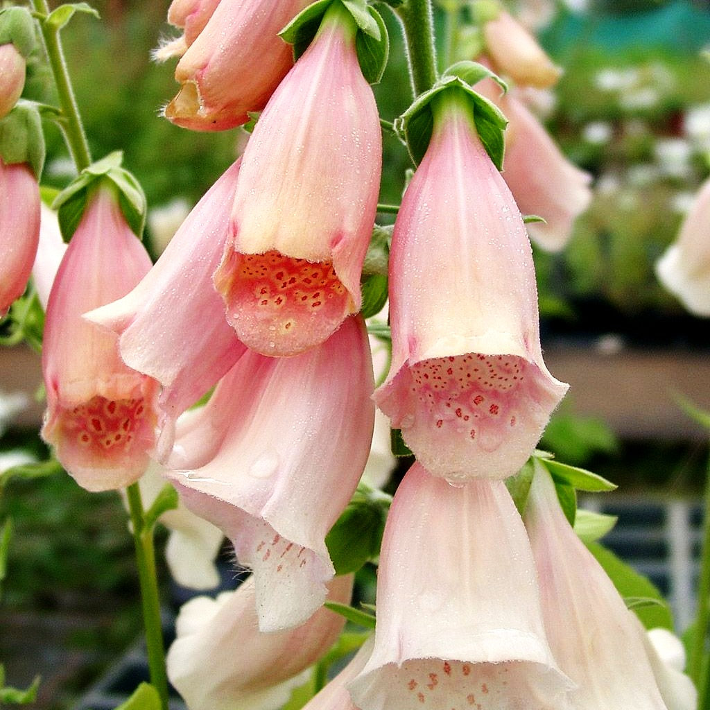 Fingerhut 'Apricot' (Digitalis purpurea)