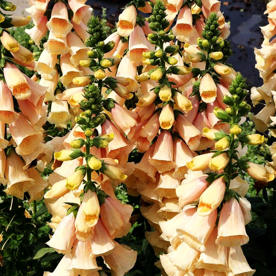 Fingerhut 'Apricot' (Digitalis purpurea)