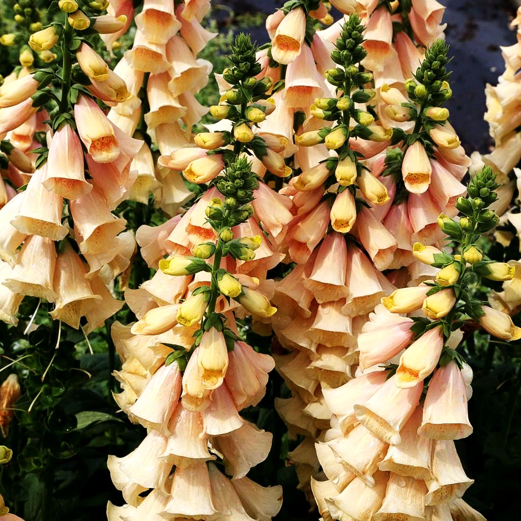Fingerhut 'Apricot' (Digitalis purpurea)