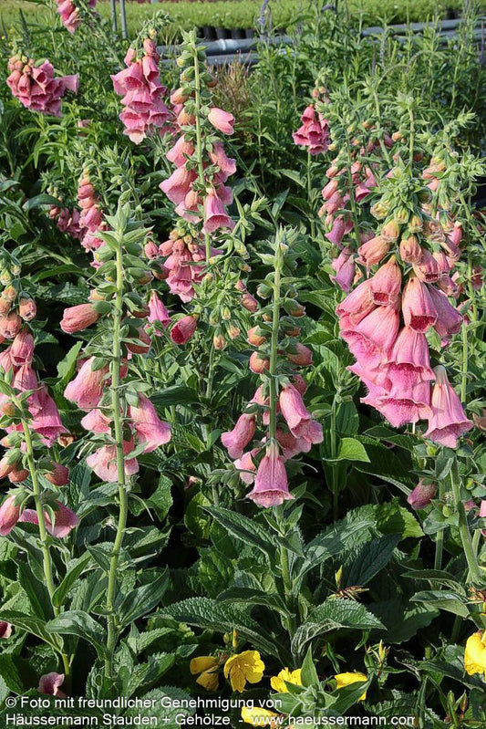 Fingerhut (Digitalis x mertonensis)