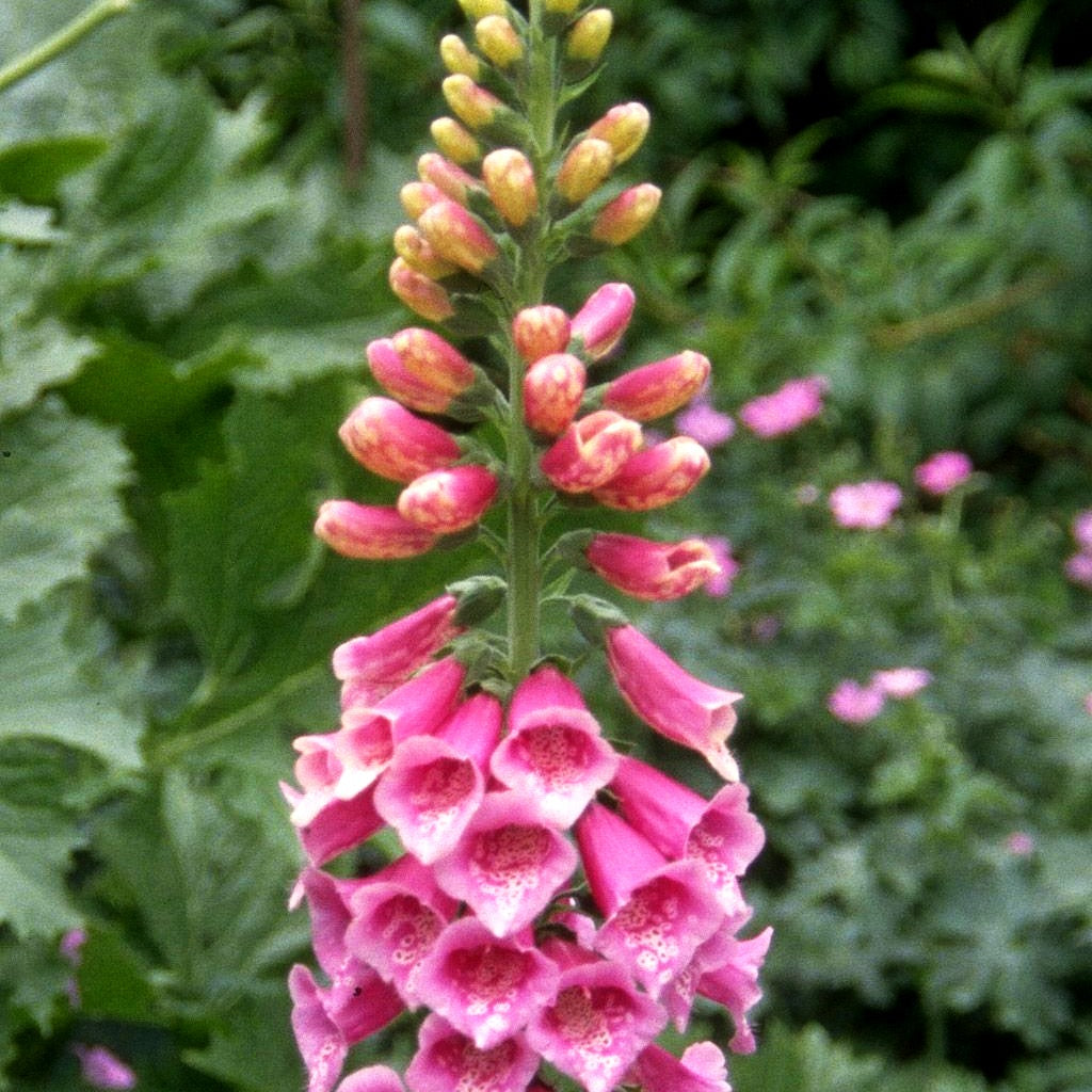 Fingerhut 'Excelsior' (Digitalis purpurea)