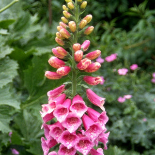 Fingerhut 'Excelsior' (Digitalis purpurea)