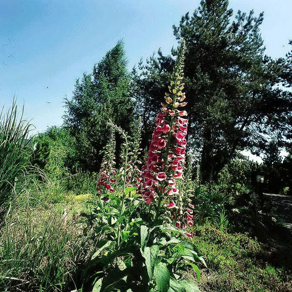 Fingerhut 'Excelsior' (Digitalis purpurea)