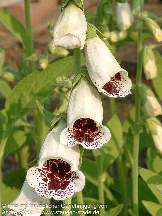 Fingerhut 'Pam's Choice' (Digitalis purpurea)