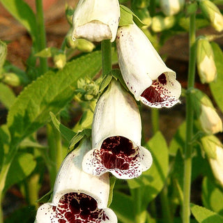 Fingerhut 'Pam's Choice' (Digitalis purpurea)