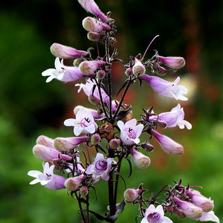 Fingerhutförmiger Bartfaden 'Dark Towers' (Penstemon digitalis)