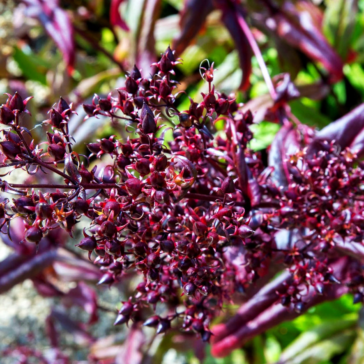 Fingerhutförmiger Bartfaden 'Dark Towers' (Penstemon digitalis)