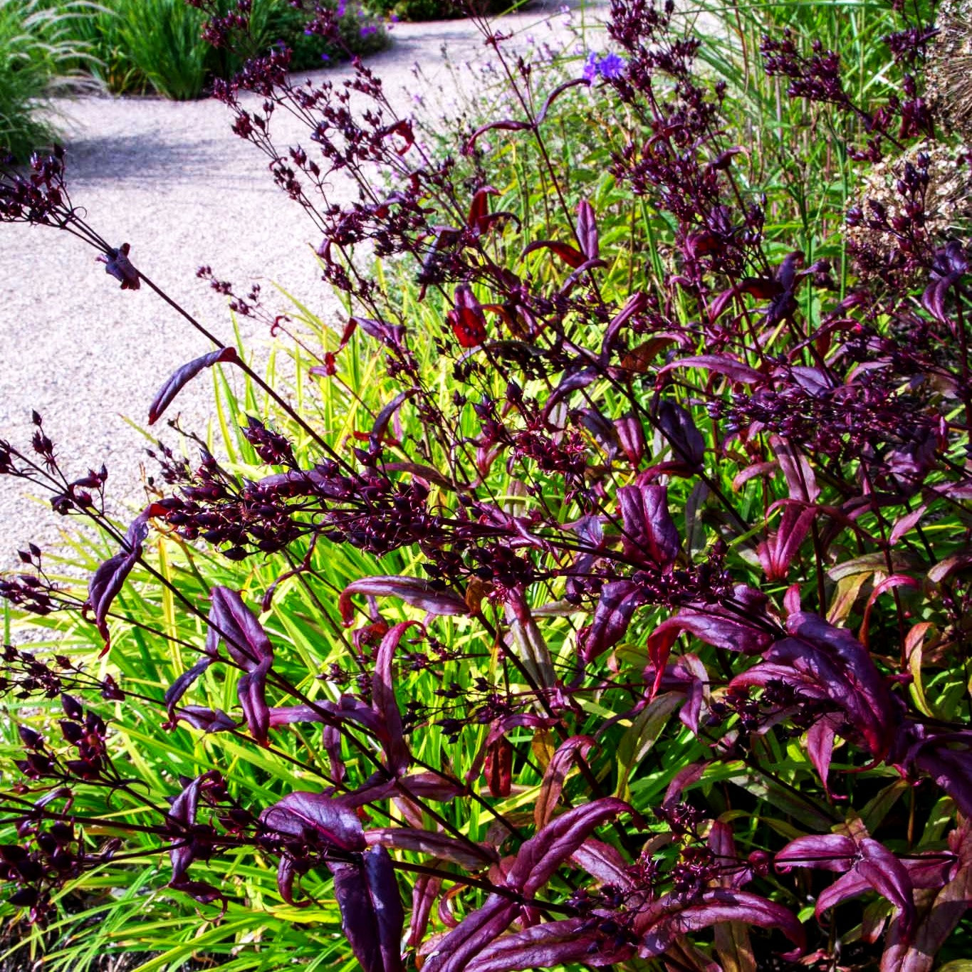 Fingerhutförmiger Bartfaden 'Dark Towers' (Penstemon digitalis)