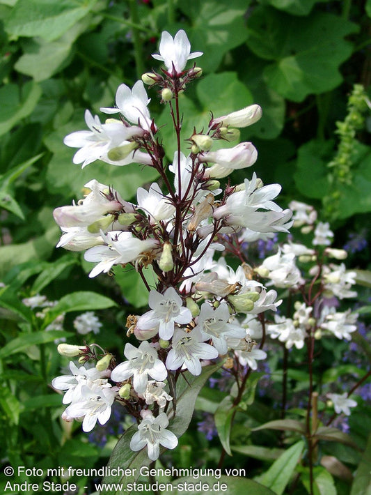 Fingerhutförmiger Bartfaden 'Husker's Red' (Penstemon digitalis)