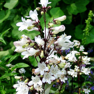 Fingerhutförmiger Bartfaden 'Husker's Red' (Penstemon digitalis)
