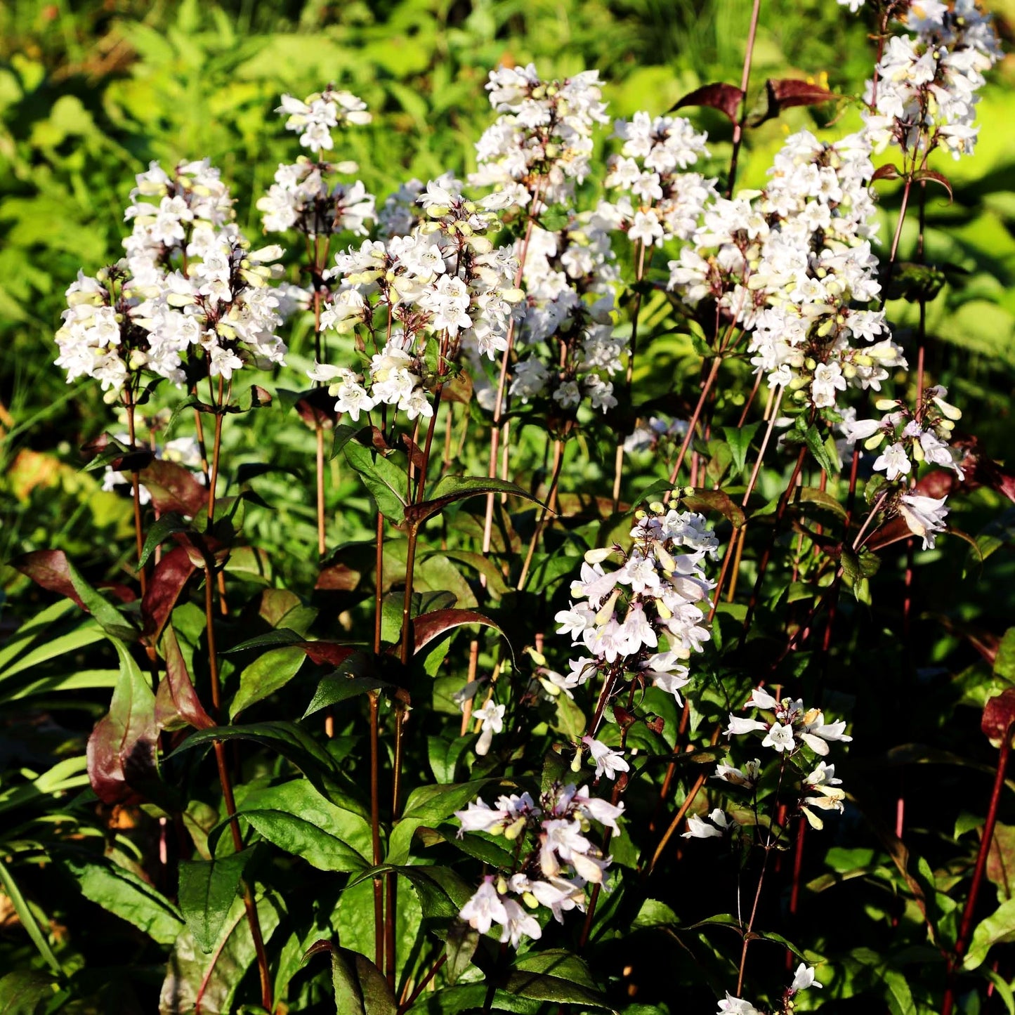 Fingerhutförmiger Bartfaden 'Husker's Red' (Penstemon digitalis)