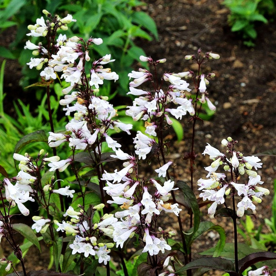 Fingerhutförmiger Bartfaden 'Husker's Red' (Penstemon digitalis)