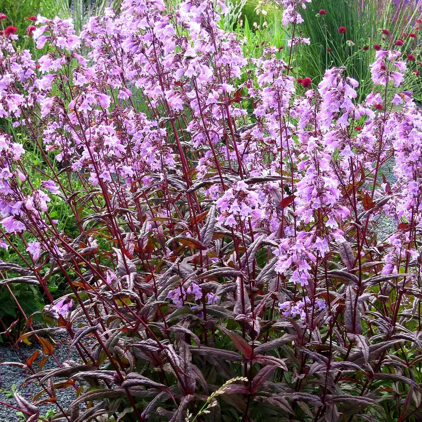 Fingerhutförmiger Bartfaden 'Joke' (Penstemon digitalis)