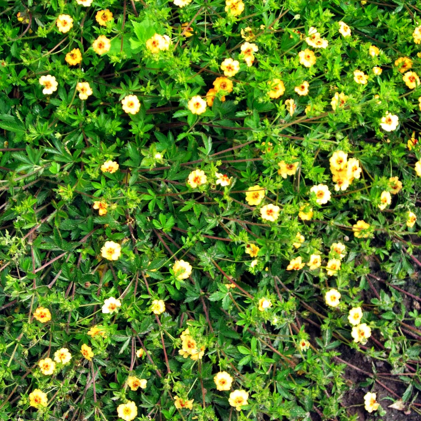 Fingerkraut (Potentilla x tonguei)