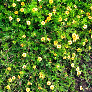 Fingerkraut (Potentilla x tonguei)