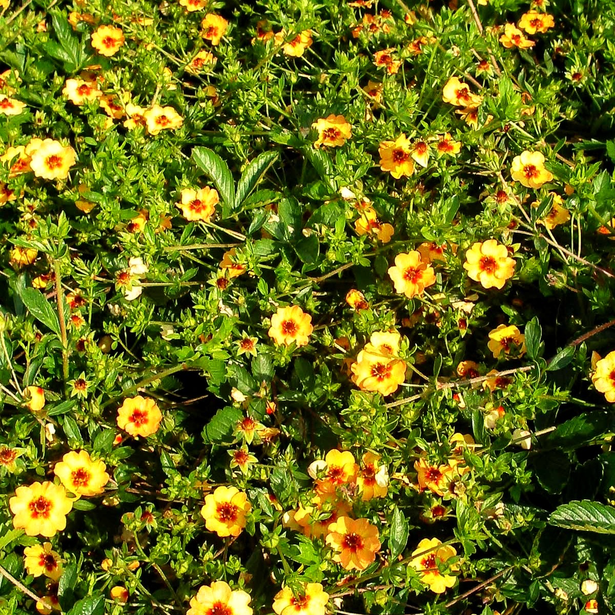 Fingerkraut (Potentilla x tonguei)