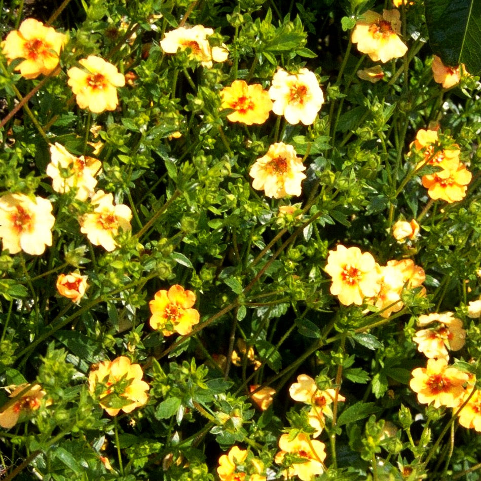 Fingerkraut (Potentilla x tonguei)