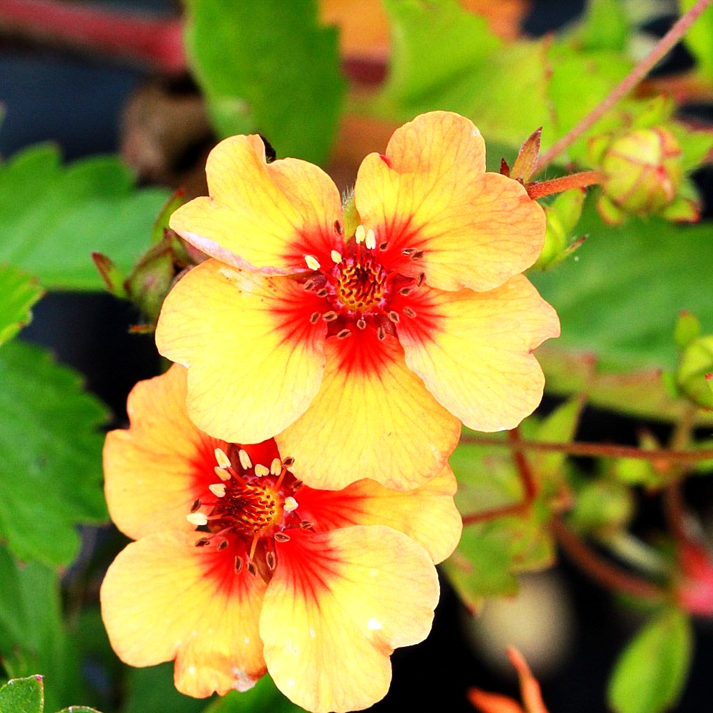 Fingerkraut (Potentilla x tonguei)