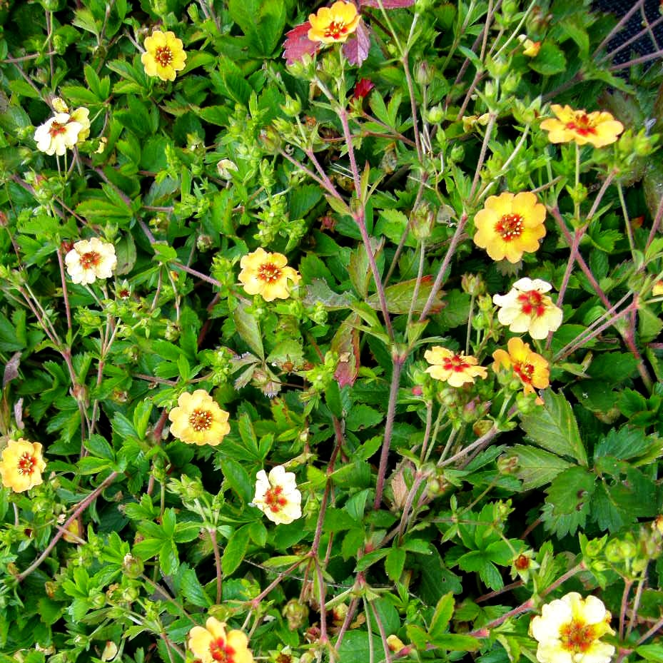 Fingerkraut (Potentilla x tonguei)