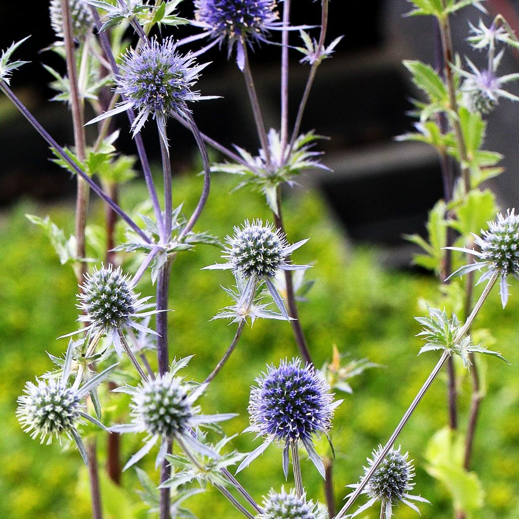 Flachblättriger Mannstreu (Eryngium planum)