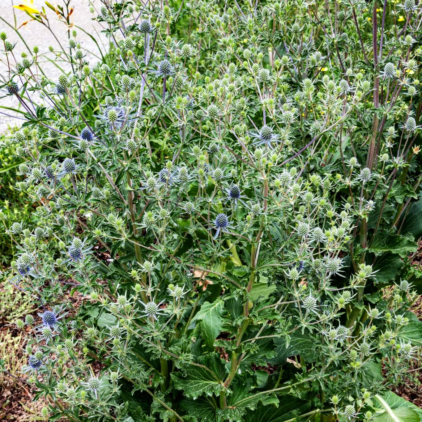 Flachblättriger Mannstreu (Eryngium planum)