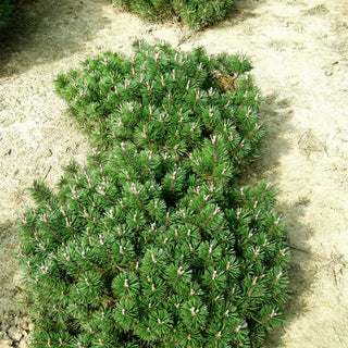 Flachwachsende Zwerg-Kiefer 'Humpy' (Pinus mugo)
