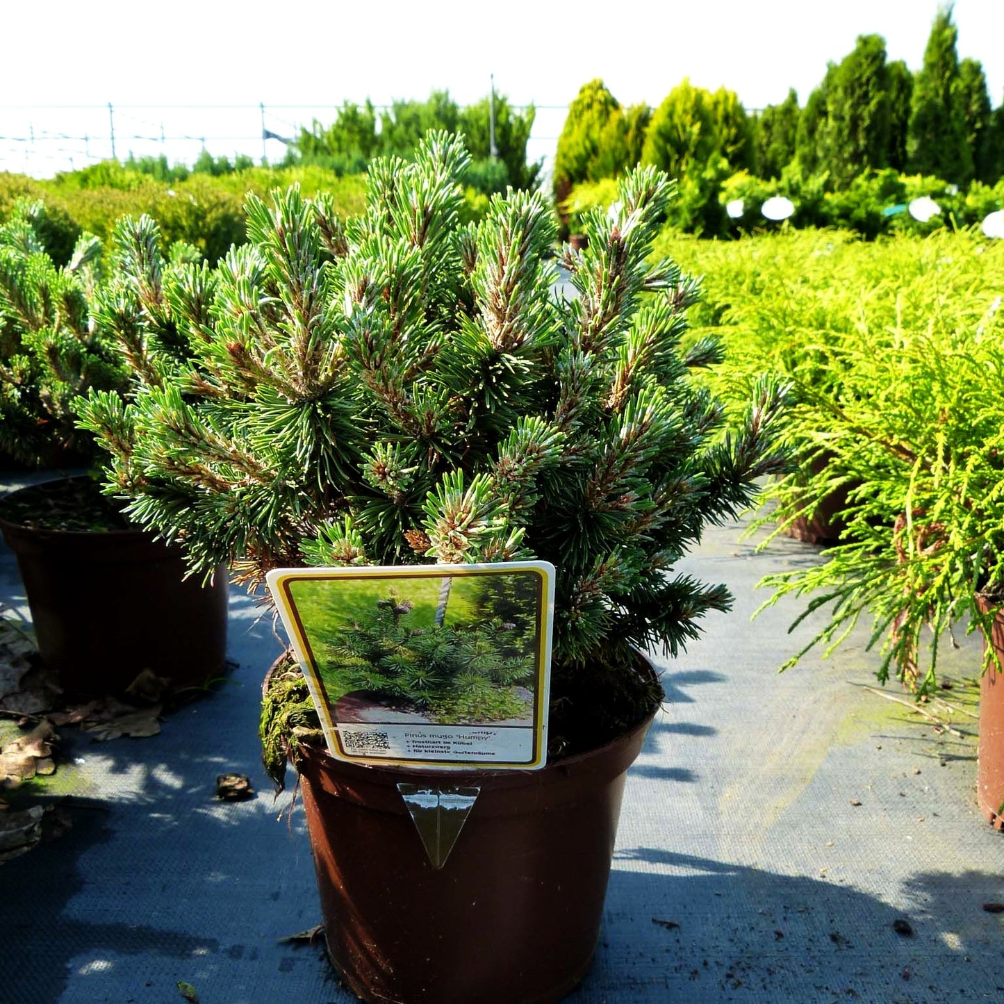 Flachwachsende Zwerg-Kiefer 'Humpy' (Pinus mugo)