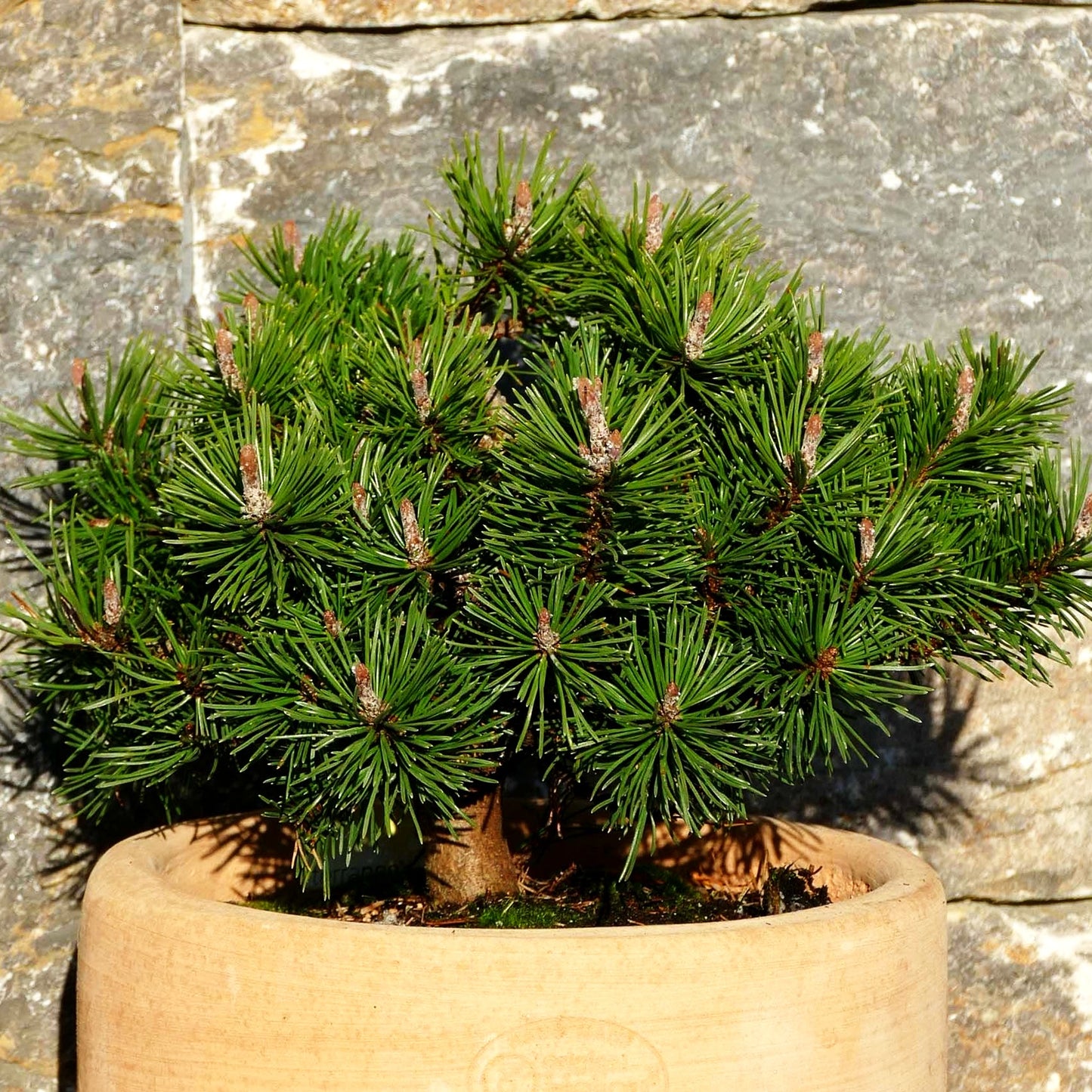 Flachwachsende Zwerg-Kiefer 'Humpy' (Pinus mugo)