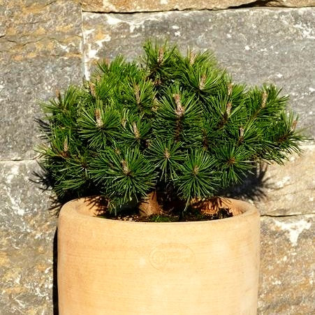 Flachwachsende Zwerg-Kiefer 'Humpy' (Pinus mugo)