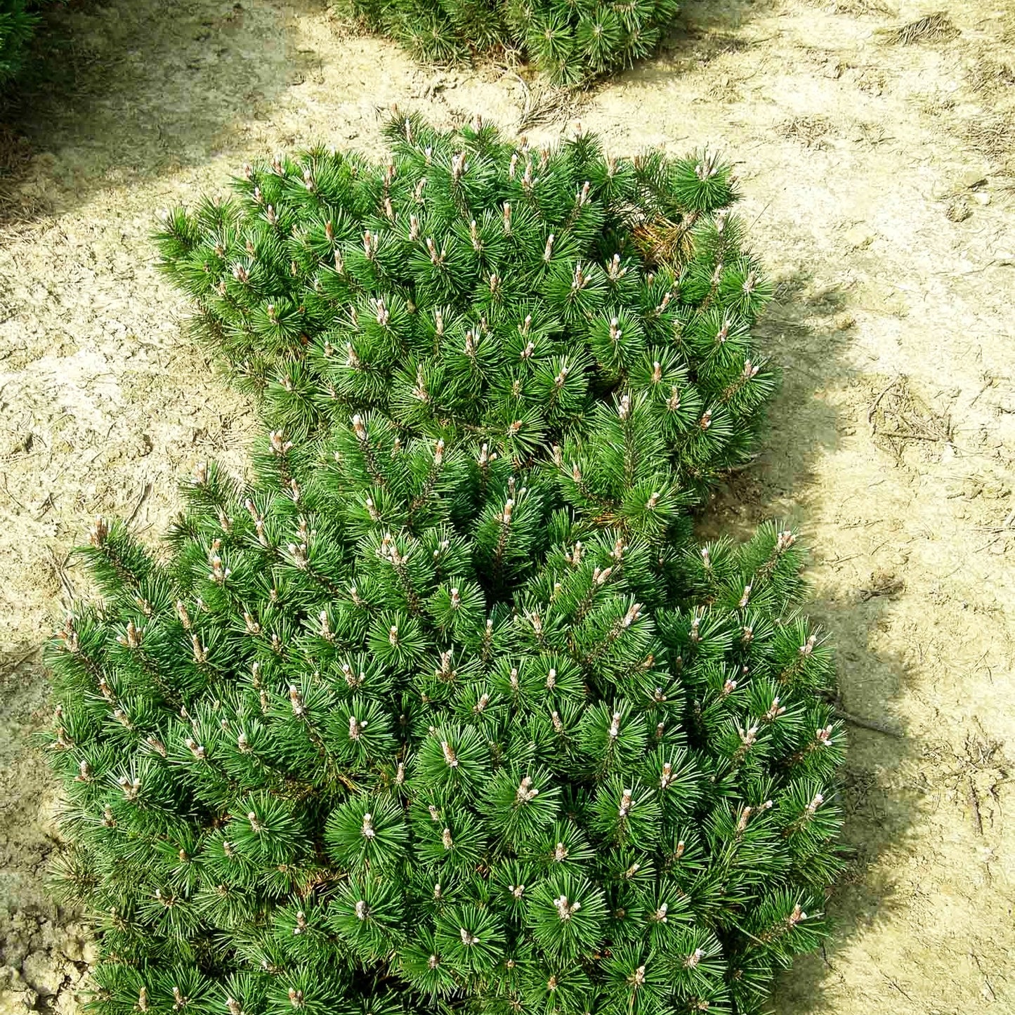 Flachwachsende Zwerg-Kiefer 'Humpy' (Pinus mugo)