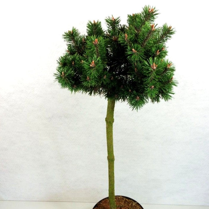 Flachwachsende Zwerg-Kiefer 'Humpy' (Pinus mugo)