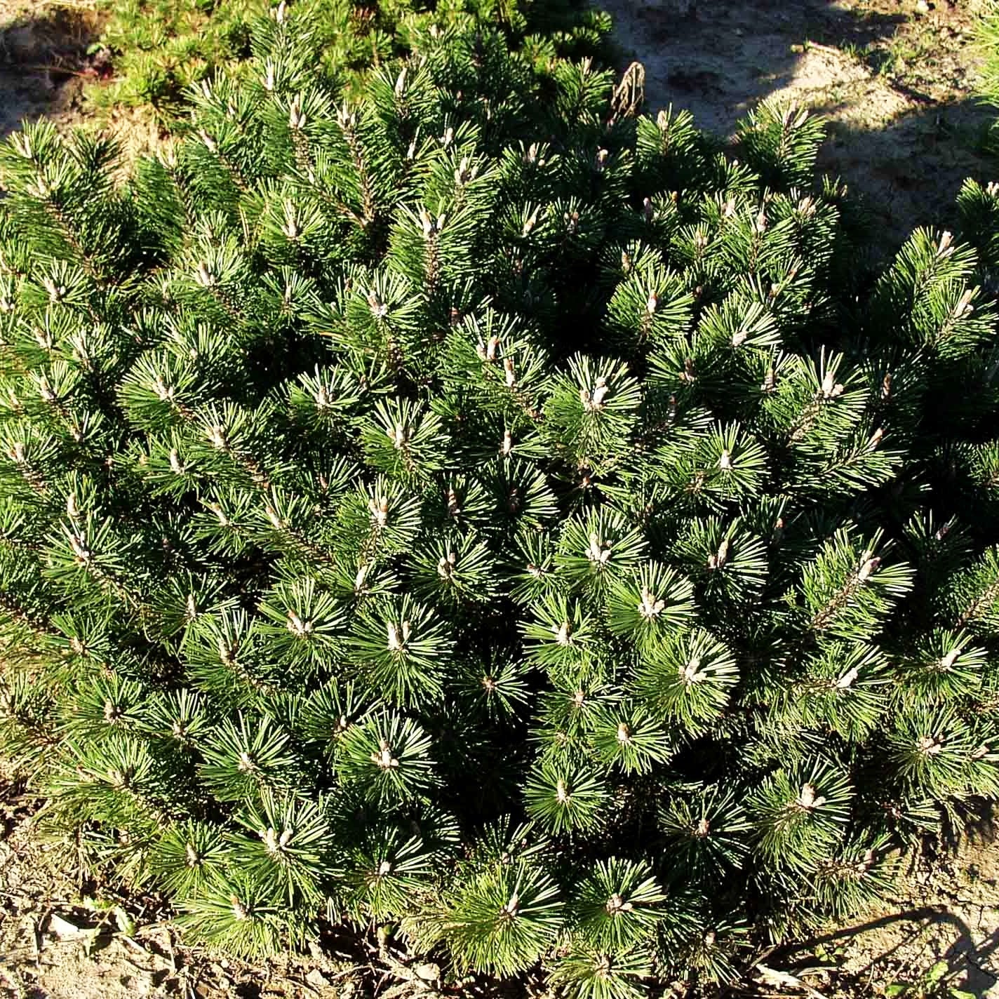 Flachwachsende Zwerg-Kiefer 'Humpy' (Pinus mugo)