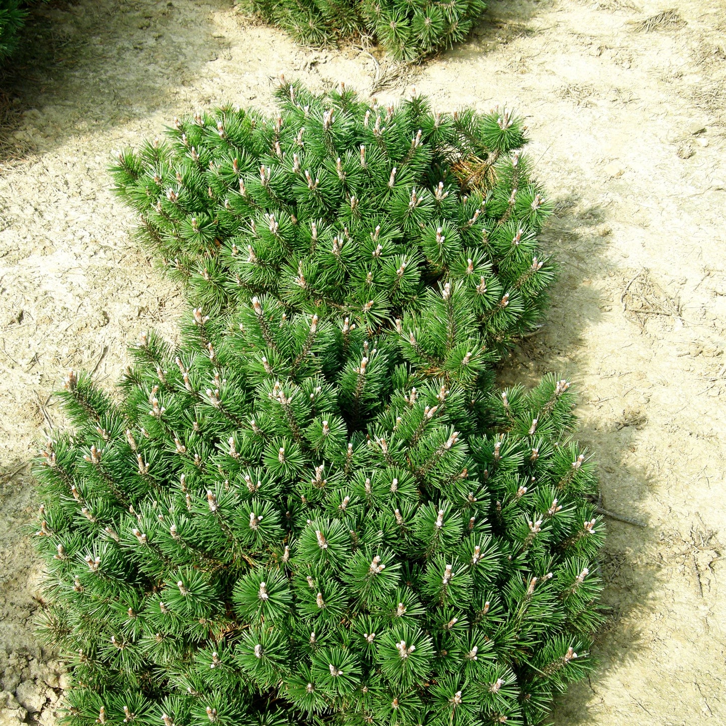Flachwachsende Zwerg-Kiefer 'Humpy' (Pinus mugo)