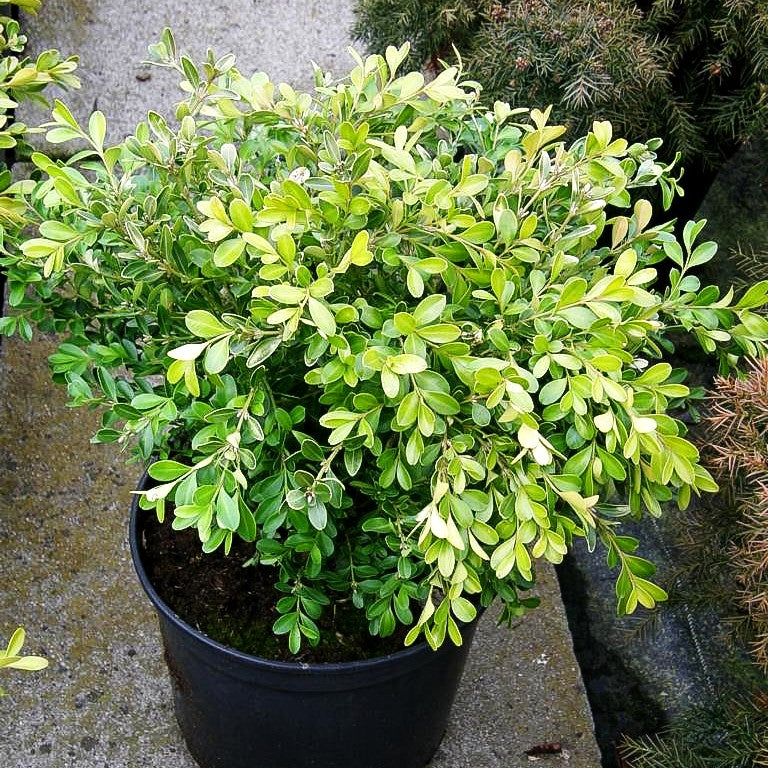 Flachwachsender Buchsbaum 'Herrenhausen' (Buxus sempervirens)