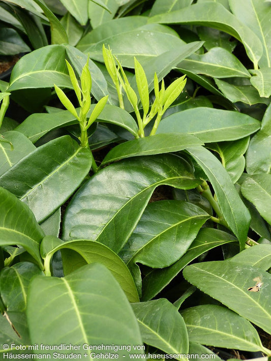 Flachwachsender Kirschlorbeer 'Mount Vernon' (Prunus lauroc.)