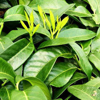 Flachwachsender Kirschlorbeer 'Mount Vernon' (Prunus lauroc.)