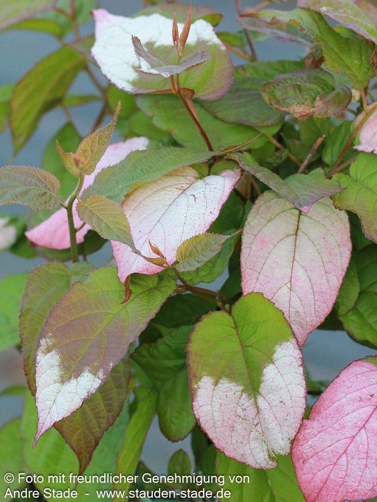 Flamingo-Strahlengriffel (Actinidia kolomikta)